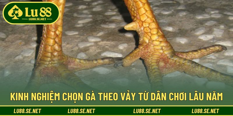 Bí quyết chọn chiến kê dựa trên vảy từ người có kinh nghiệm