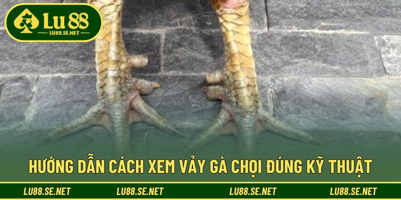 Các bước cơ bản giúp bạn nhận biết vảy chính xác hơn