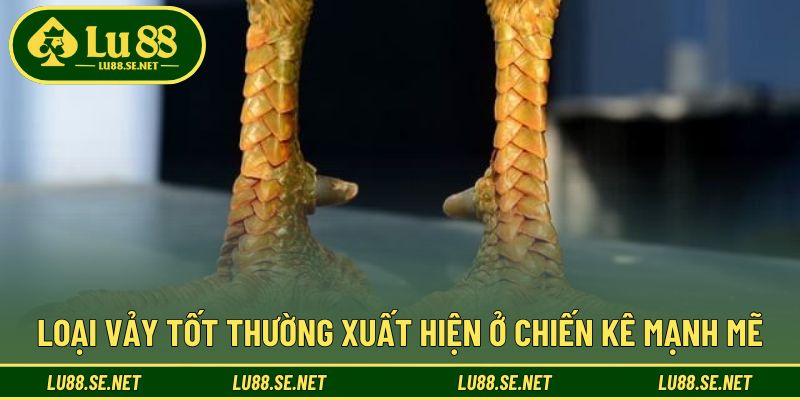 Các dạng vảy quý giúp nhận diện chiến kê tài năng