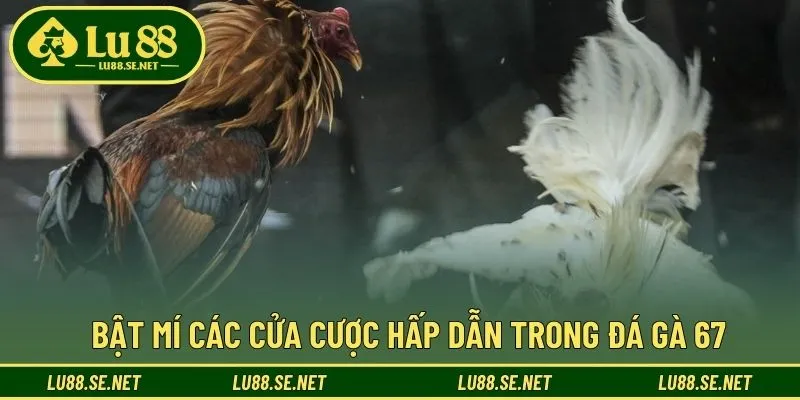 Đa dạng lựa chọn và phù hợp cho nhiều chiến thuật