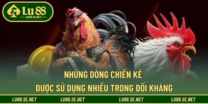 Những dòng chiến kê được sử dụng nhiều trong đối kháng