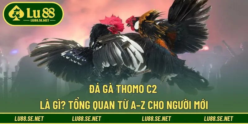 Đá Gà Thomo C2