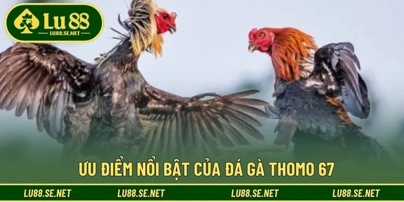 Điểm nổi bật của đá gà Thomo 67