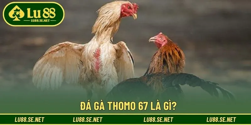 Khái niệm về đá gà Thomo 67 