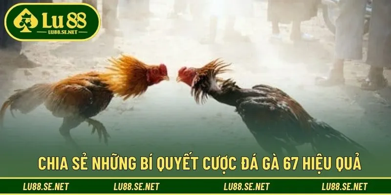 Mẹo giúp bet thủ tham gia đá gà 67 hiệu quả