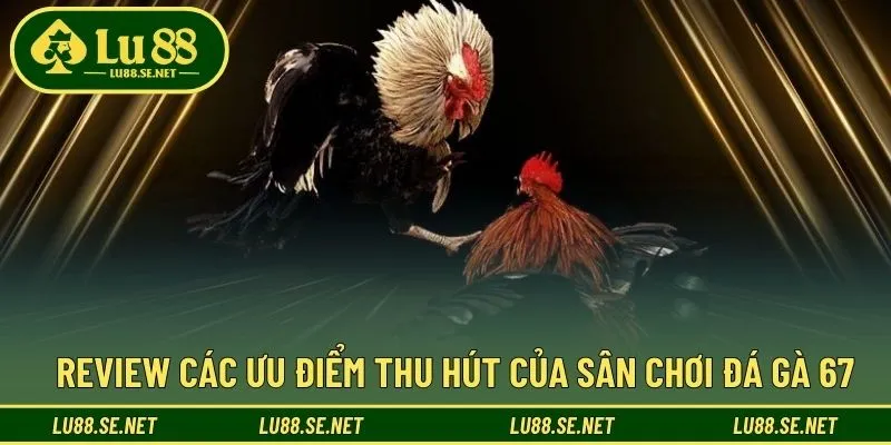 Những ưu điểm nổi trội của đá gà 67 thu hút nhiều bet thủ