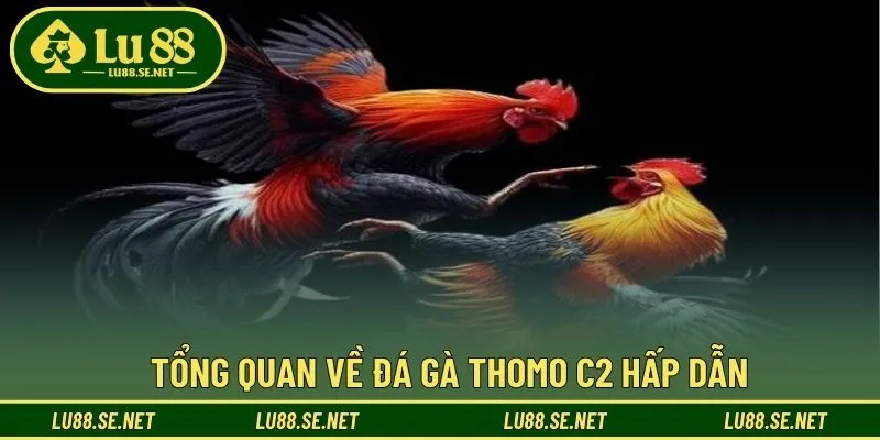 Tìm hiểu thông tin sơ lược về đá gà Thomo C2