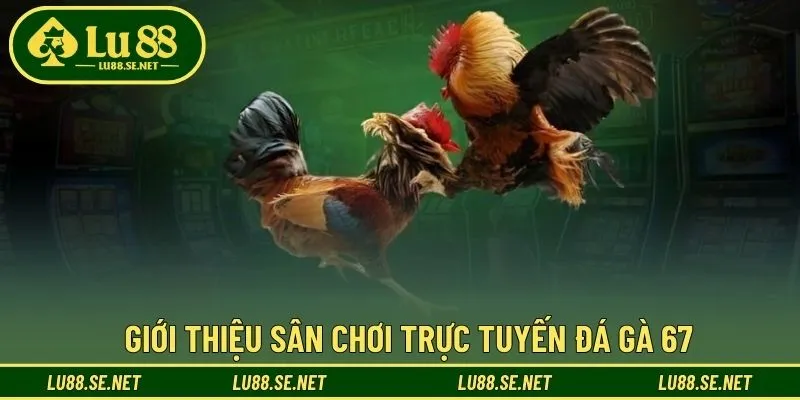Tổng quan thông tin về đá gà 67