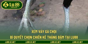 Xem Vảy Gà Chọi