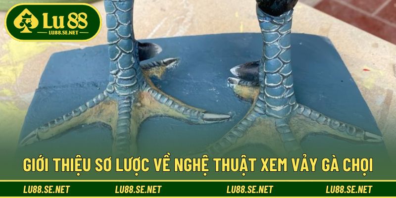 Xem vảy gà chọi là bước đầu để chọn chiến kê tiềm năng