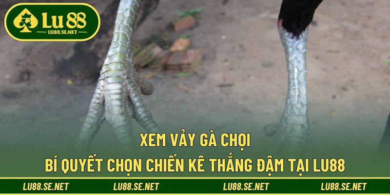 Xem Vảy Gà Chọi